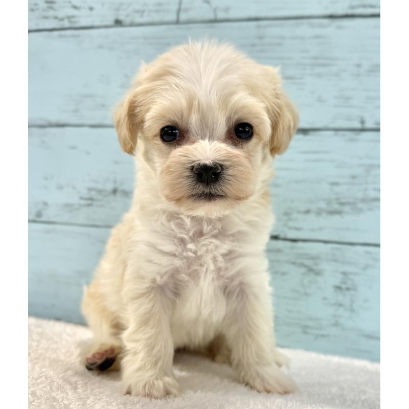 販売中の千葉県のマルプー:マルチーズ×トイプードル-436205の8枚目