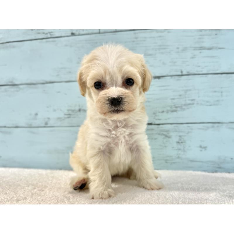 販売中の千葉県のマルプー:マルチーズ×トイプードル-436205の7枚目