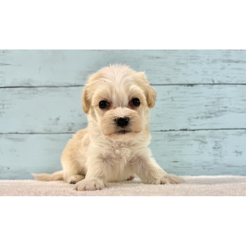 販売中の千葉県のマルプー:マルチーズ×トイプードル-436205の5枚目