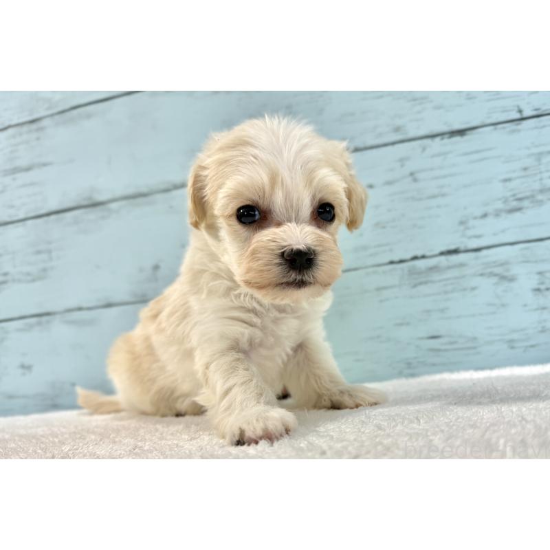 販売中の千葉県のマルプー:マルチーズ×トイプードル-436205の3枚目