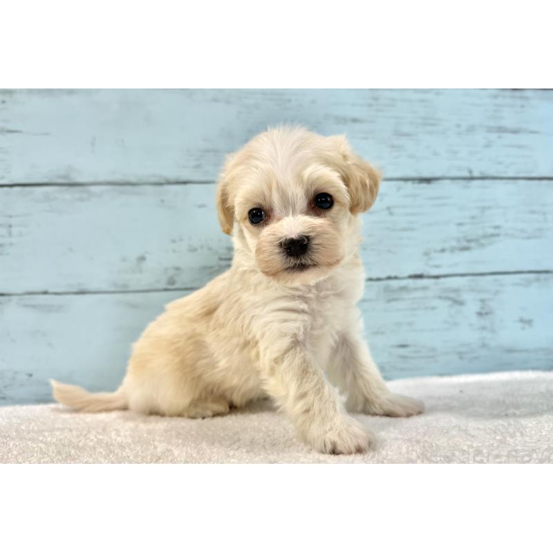 販売中の千葉県のマルプー:マルチーズ×トイプードル-436205の2枚目