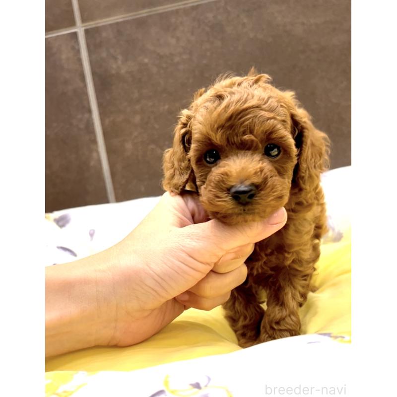 販売中の奈良県のタイニープードル-436207の13枚目