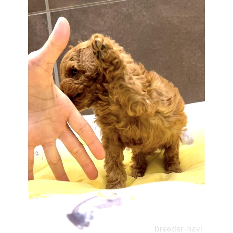 販売中の奈良県のタイニープードル-436207の12枚目
