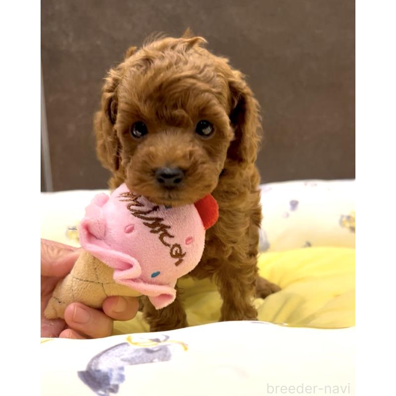 販売中の奈良県のタイニープードル-436207の11枚目