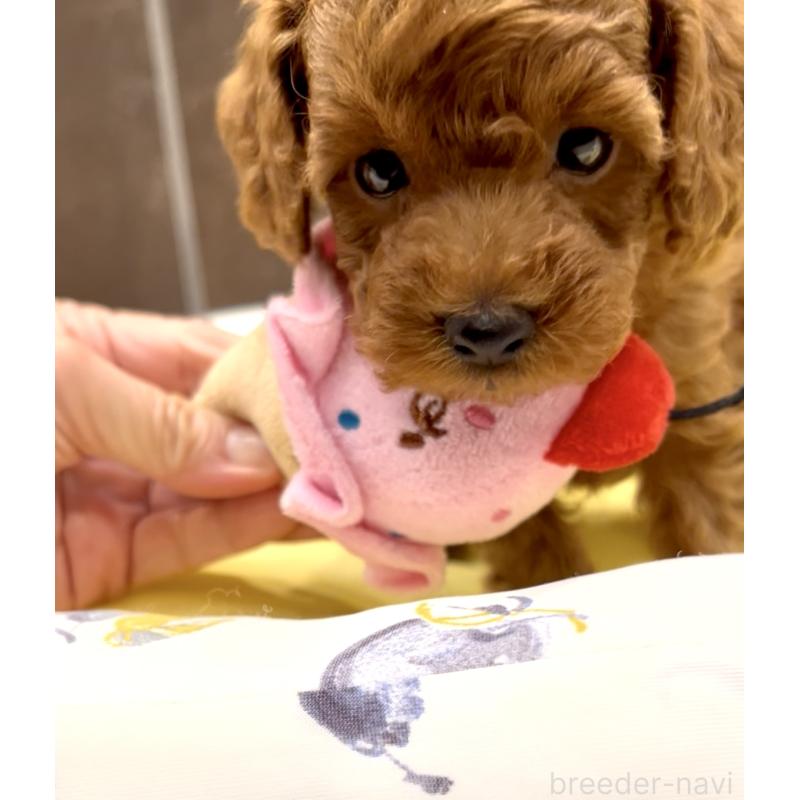 販売中の奈良県のタイニープードル-436207の10枚目
