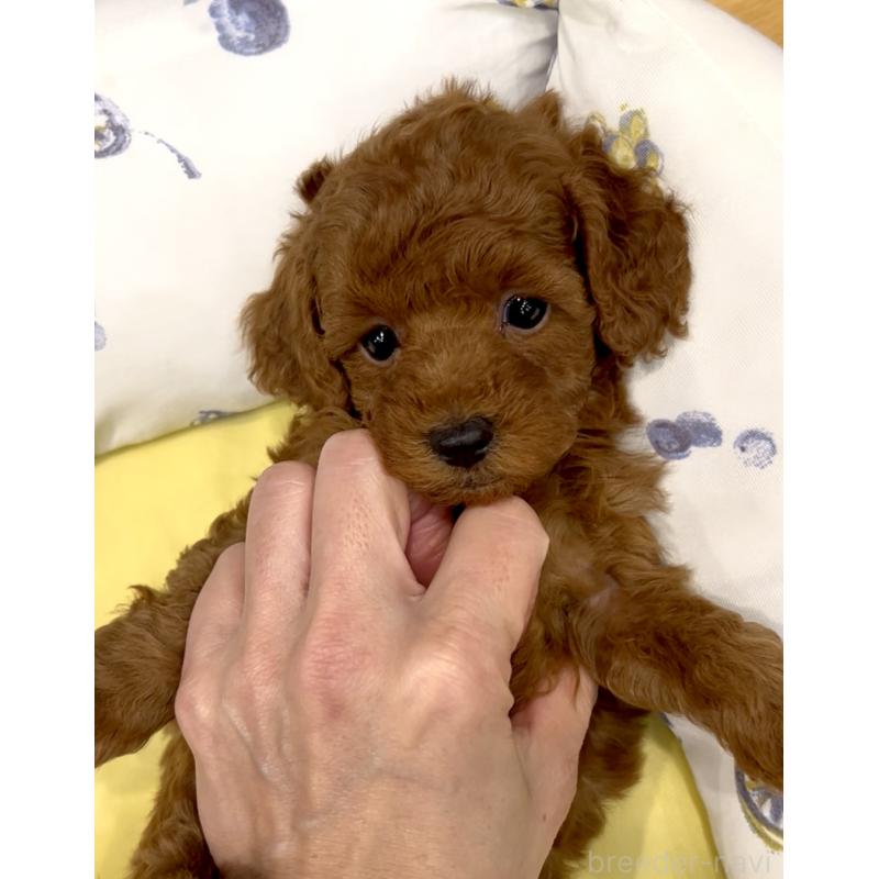 販売中の奈良県のタイニープードル-436207の9枚目