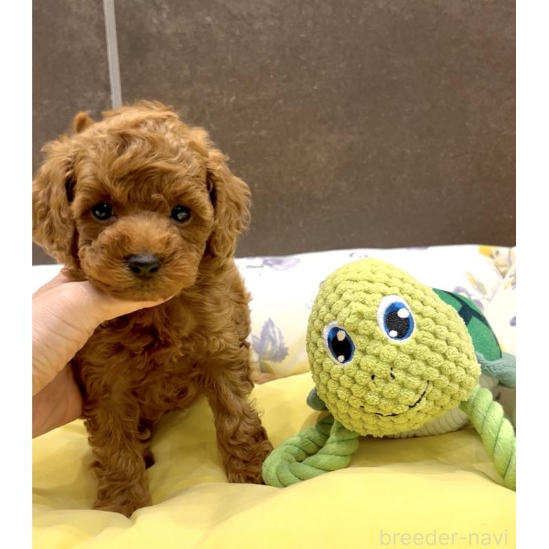 販売中の奈良県のタイニープードル-436207の8枚目
