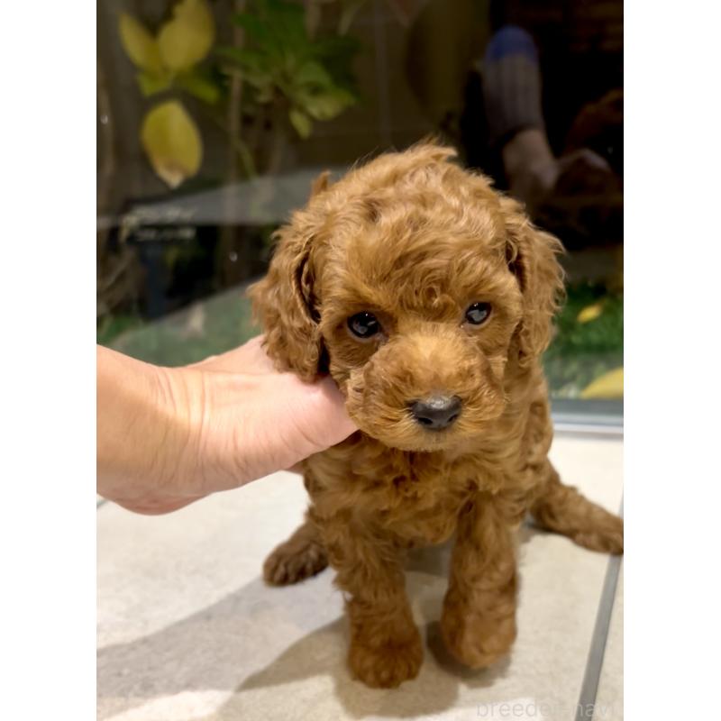 販売中の奈良県のタイニープードル-436207の7枚目