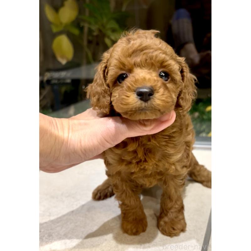 販売中の奈良県のタイニープードル-436207の6枚目