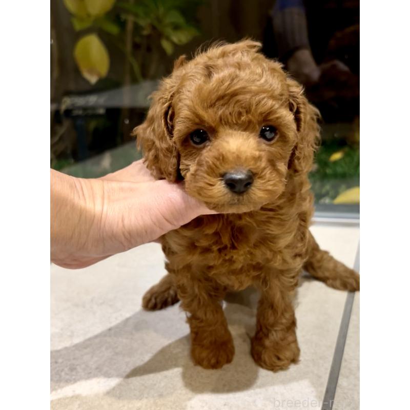 販売中の奈良県のタイニープードル-436207の5枚目