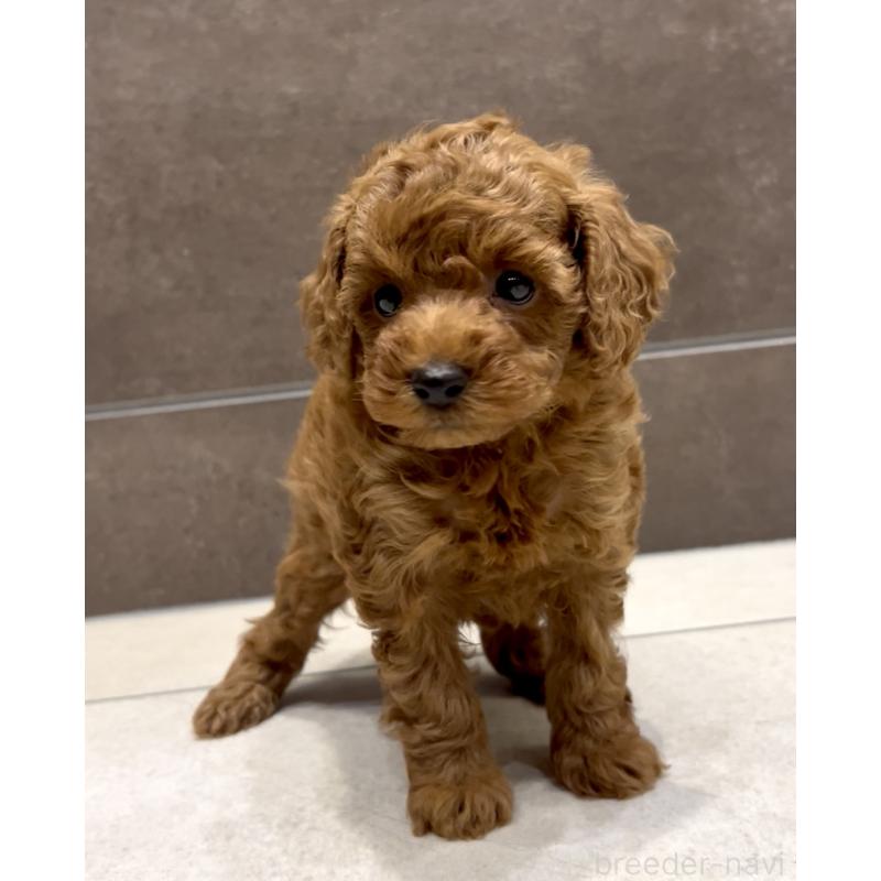 販売中の奈良県のタイニープードル-436207の4枚目