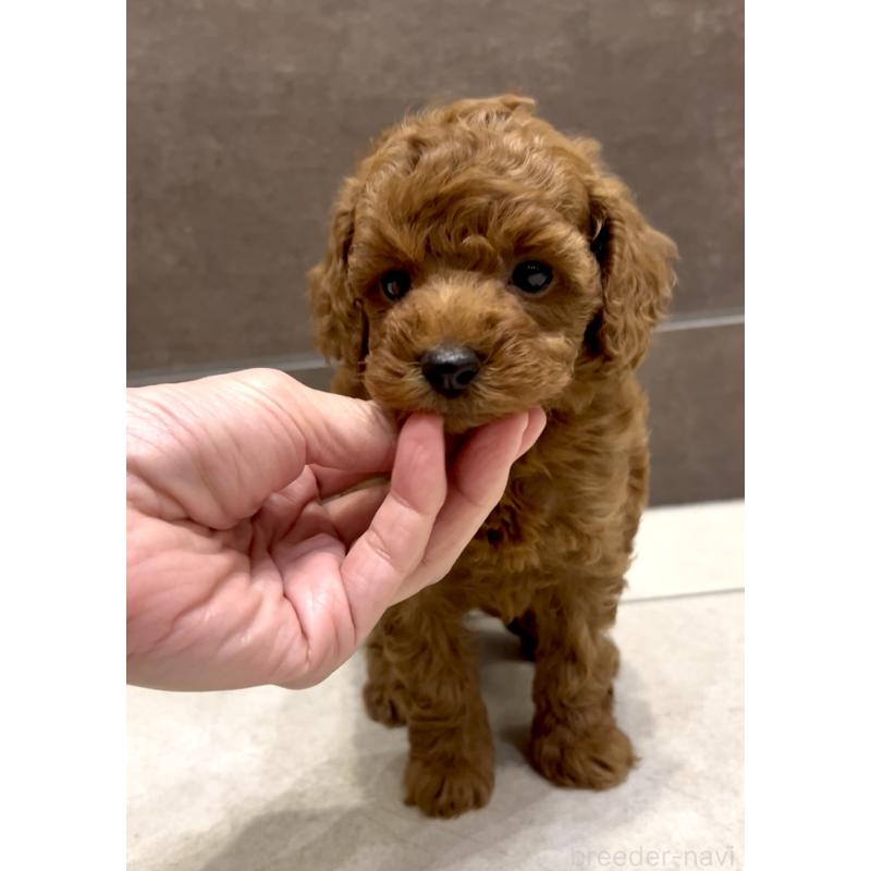 販売中の奈良県のタイニープードル-436207の3枚目