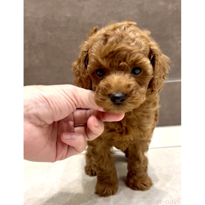 販売中の奈良県のタイニープードル-436207の2枚目