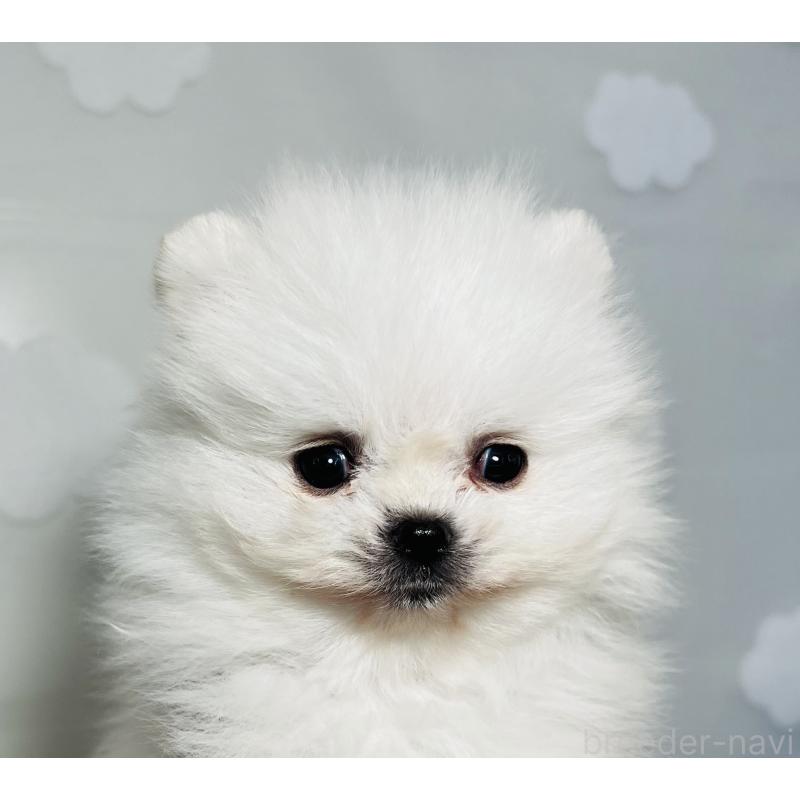 販売中の埼玉県のポメラニアン-429626の17枚目