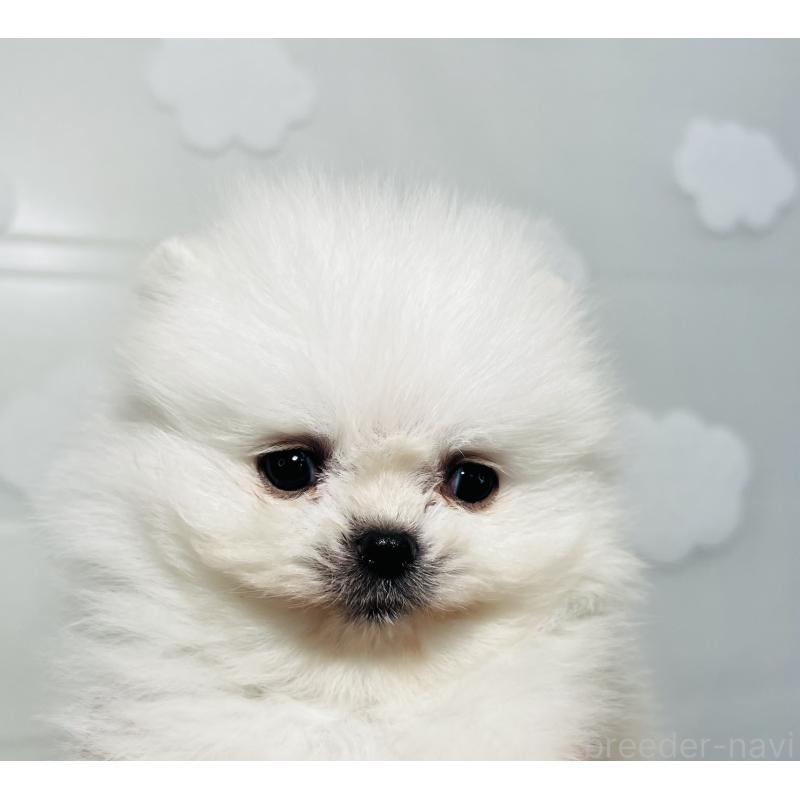 販売中の埼玉県のポメラニアン-429626の16枚目