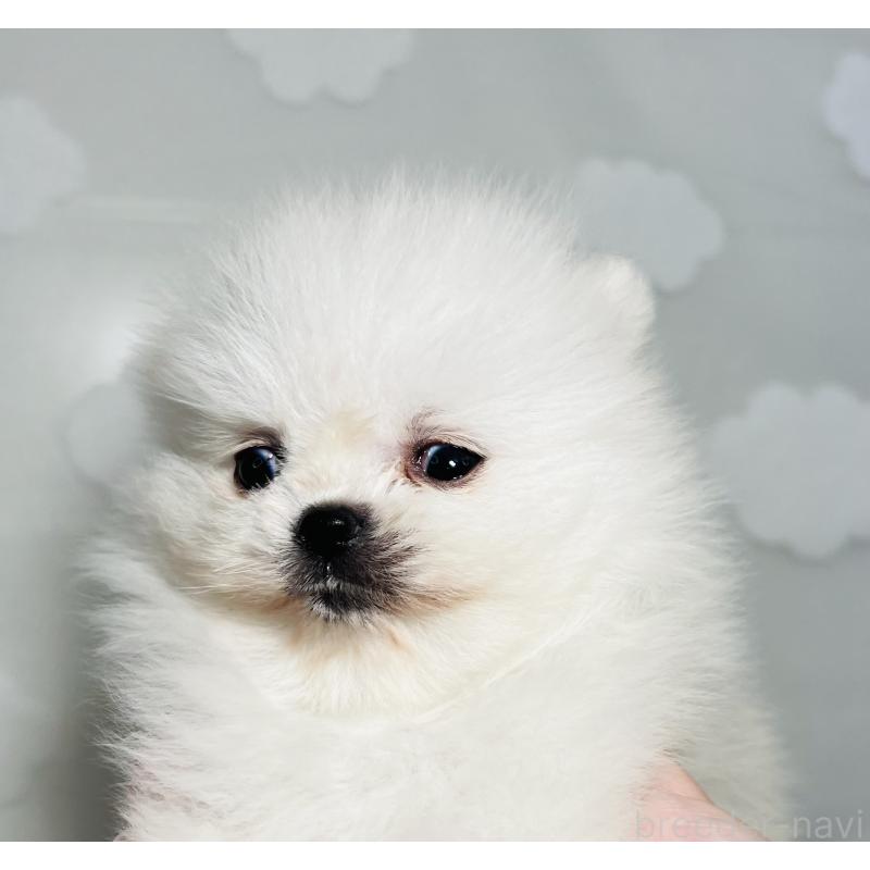 販売中の埼玉県のポメラニアン-429626の14枚目