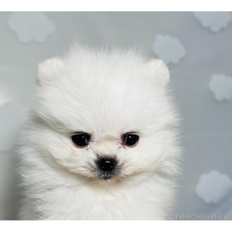 販売中の埼玉県のポメラニアン-429626の13枚目