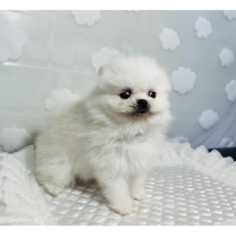 販売中の埼玉県のポメラニアン-429626の12枚目