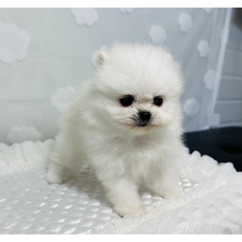 販売中の埼玉県のポメラニアン-429626の11枚目