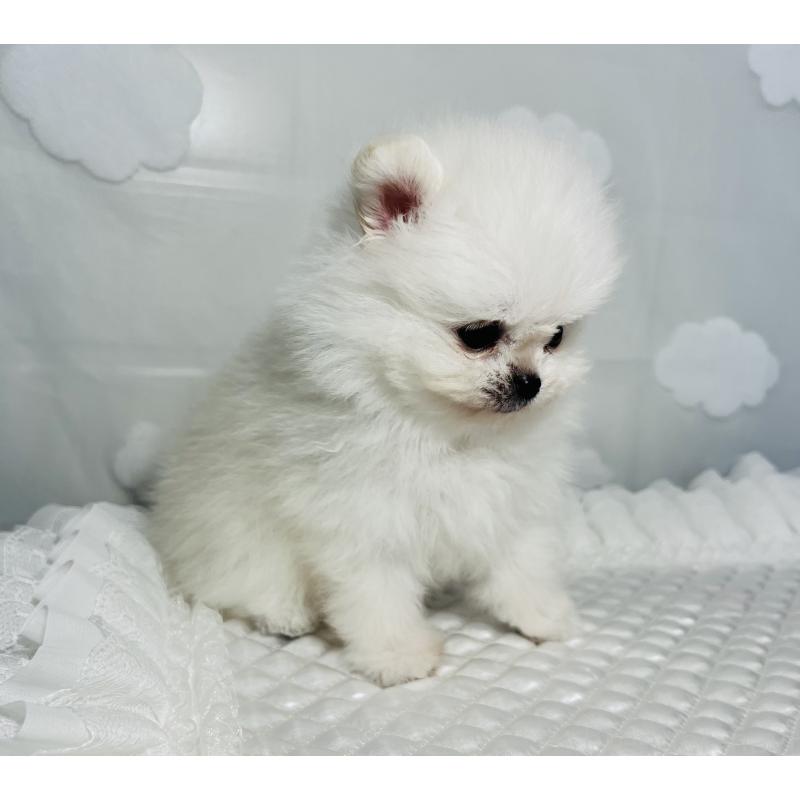 販売中の埼玉県のポメラニアン-429626の10枚目