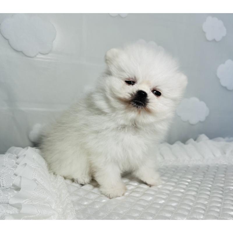 販売中の埼玉県のポメラニアン-429626の9枚目