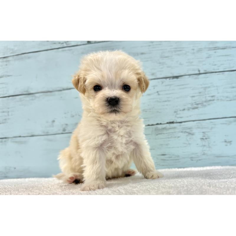 販売中の千葉県のマルプー:マルチーズ×トイプードル-436208の12枚目