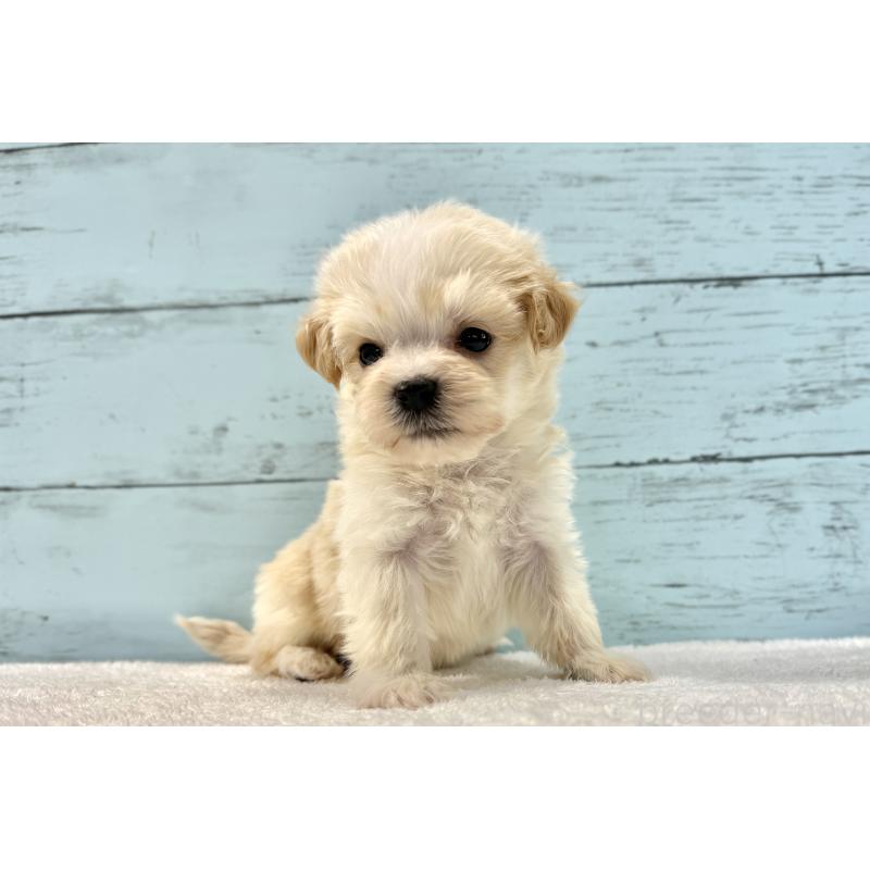 販売中の千葉県のマルプー:マルチーズ×トイプードル-436208の10枚目