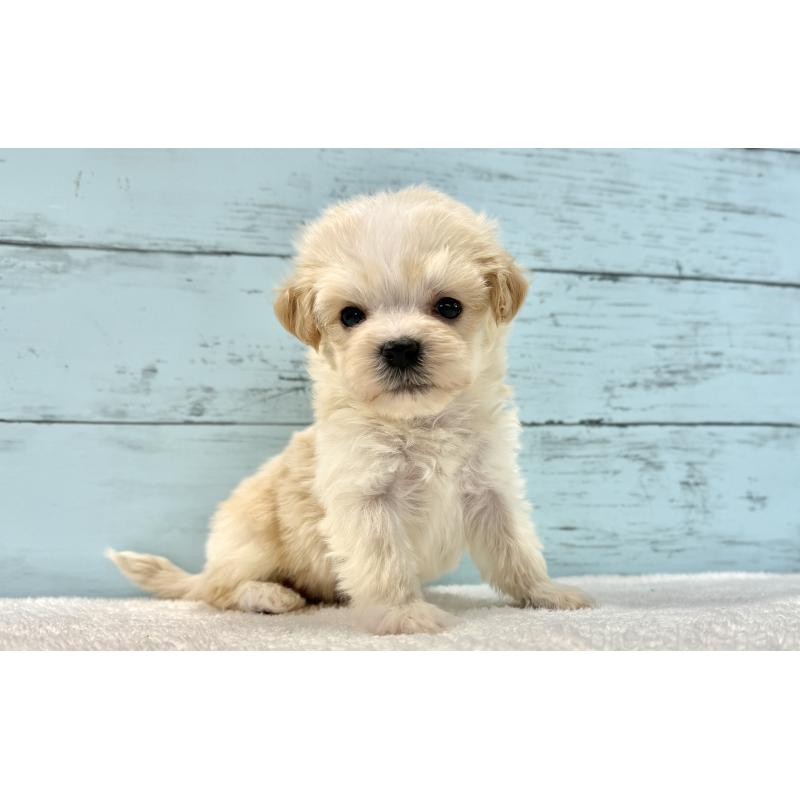 販売中の千葉県のマルプー:マルチーズ×トイプードル-436208の8枚目