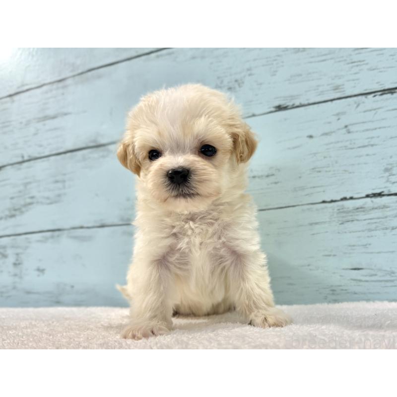 販売中の千葉県のマルプー:マルチーズ×トイプードル-436208の5枚目