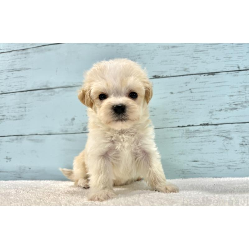 販売中の千葉県のマルプー:マルチーズ×トイプードル-436208の4枚目