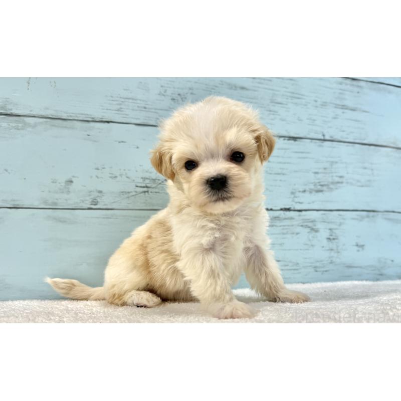 販売中の千葉県のマルプー:マルチーズ×トイプードル-436208の3枚目