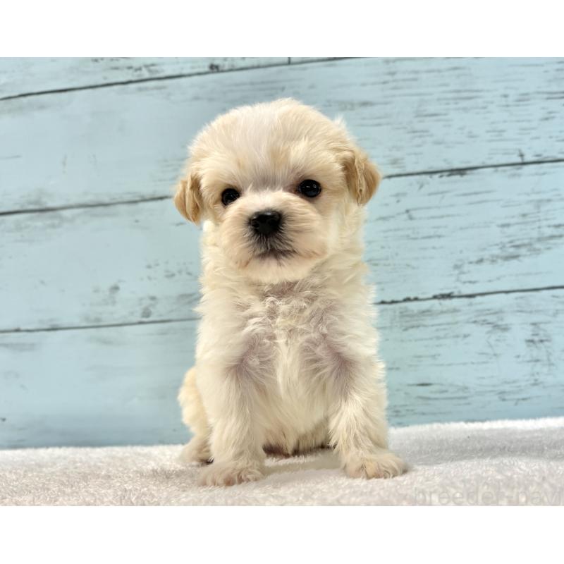 販売中の千葉県のマルプー:マルチーズ×トイプードル-436208の2枚目