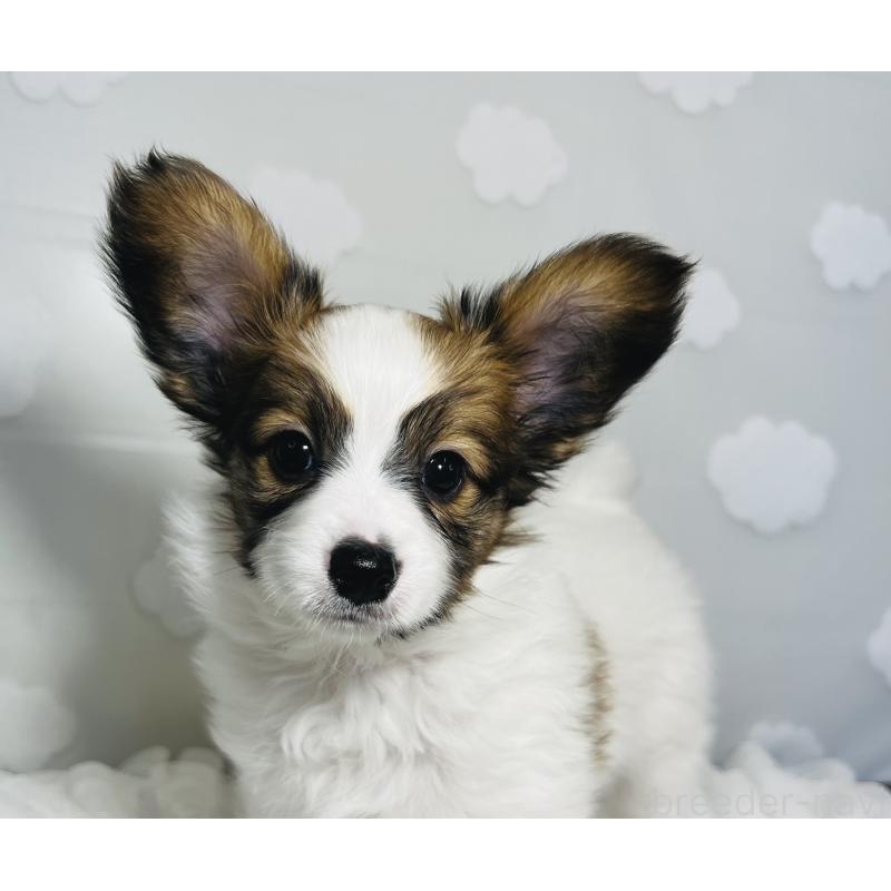 販売中の埼玉県のパピヨン-429645の6枚目