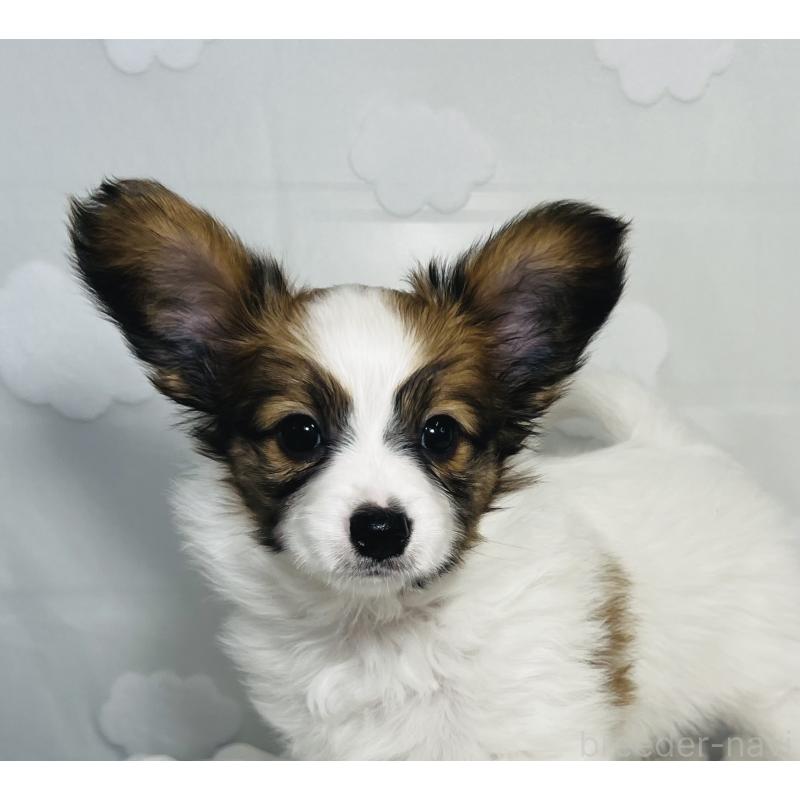 販売中の埼玉県のパピヨン-429645の5枚目