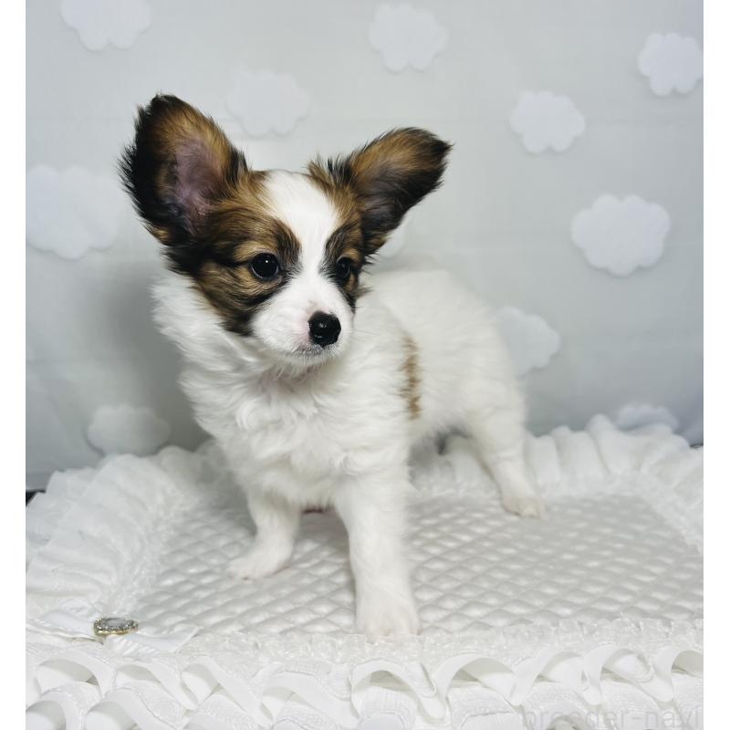 販売中の埼玉県のパピヨン-429645の4枚目