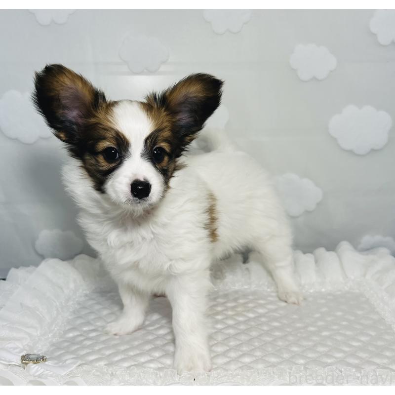 販売中の埼玉県のパピヨン-429645の3枚目