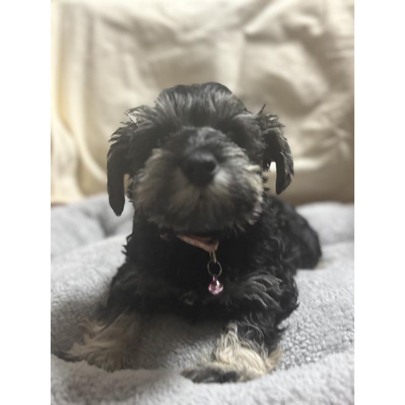 販売中の埼玉県のミニチュアシュナウザー-429562の2枚目