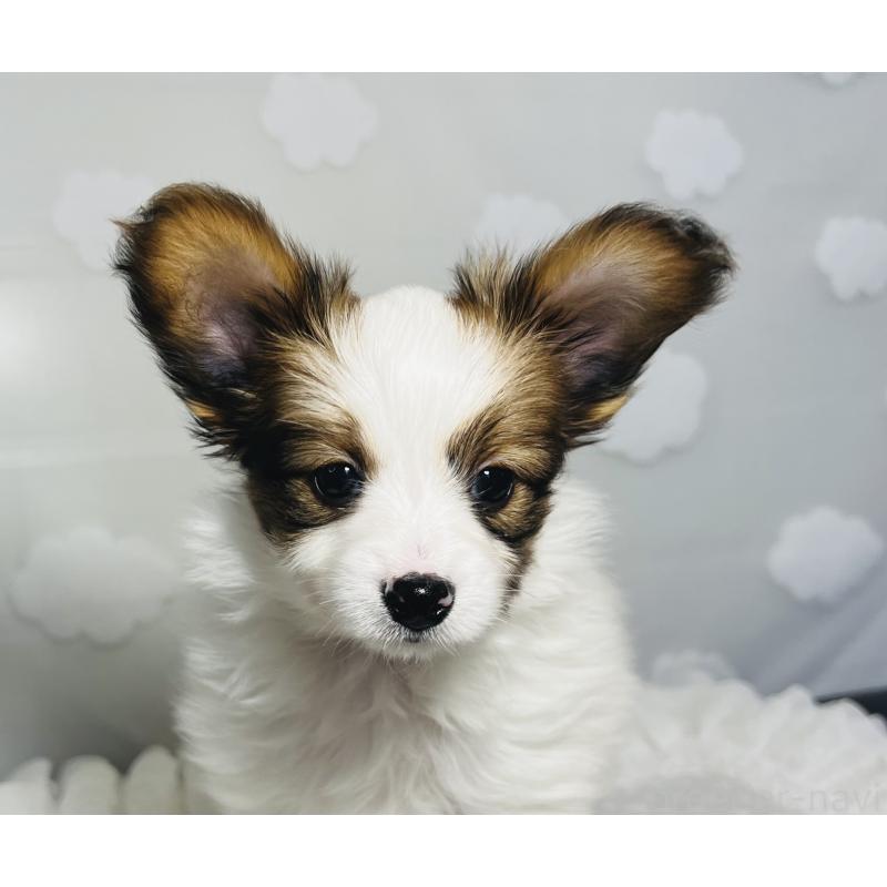 販売中の埼玉県のパピヨン-429644の10枚目