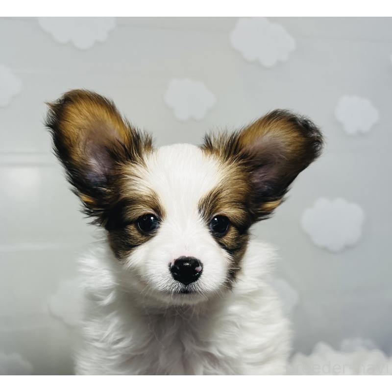 販売中の埼玉県のパピヨン-429644の9枚目