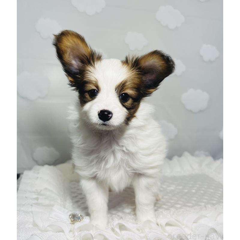 販売中の埼玉県のパピヨン-429644の8枚目