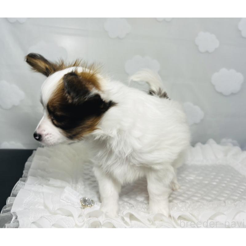 販売中の埼玉県のパピヨン-429644の7枚目