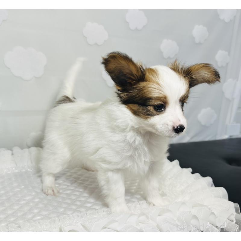 販売中の埼玉県のパピヨン-429644の6枚目