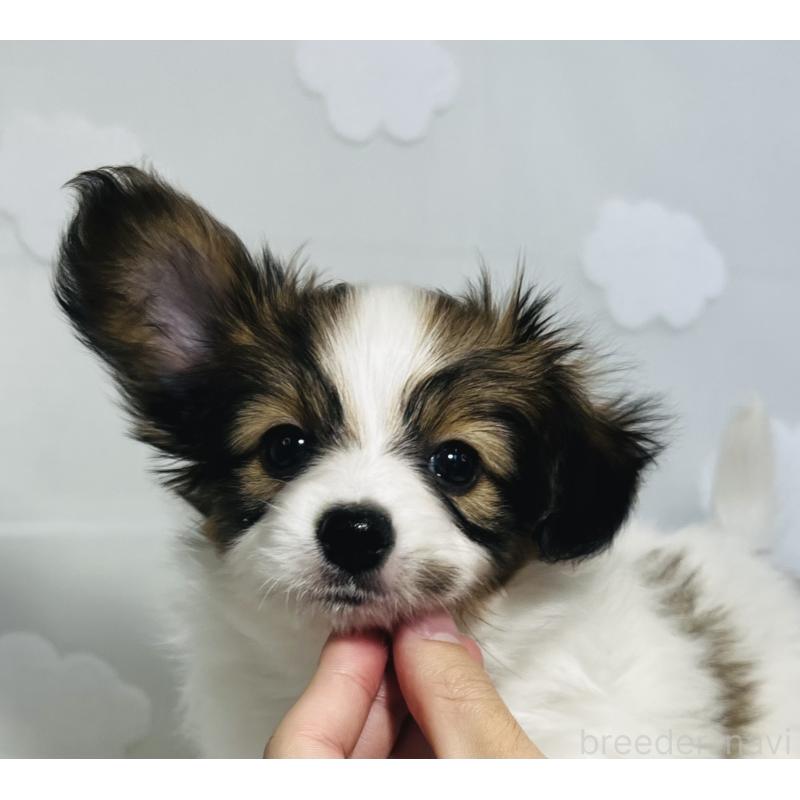 販売中の埼玉県のパピヨン-429639の10枚目