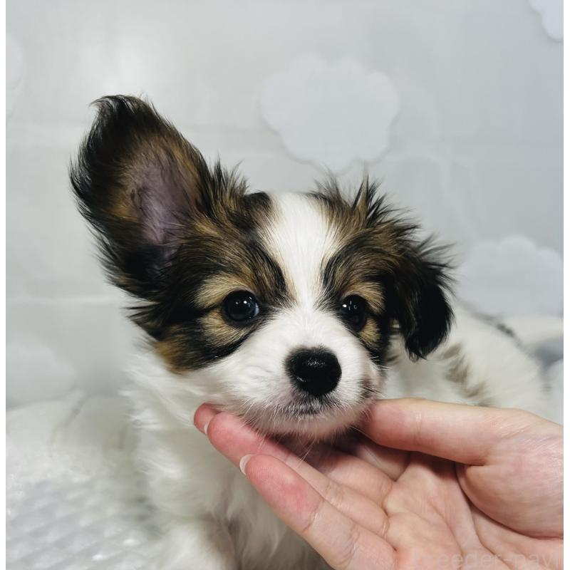 販売中の埼玉県のパピヨン-429639の9枚目