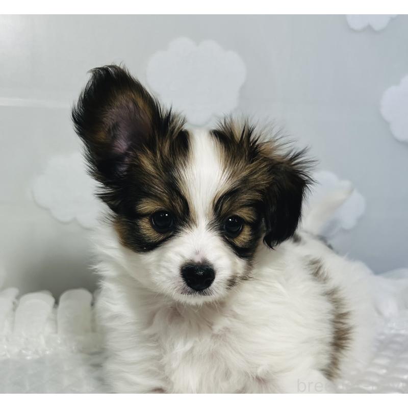 販売中の埼玉県のパピヨン-429639の8枚目