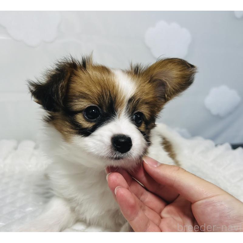 販売中の埼玉県のパピヨン-429638の6枚目