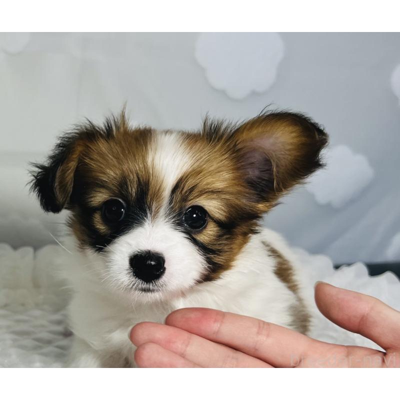 販売中の埼玉県のパピヨン-429638の5枚目