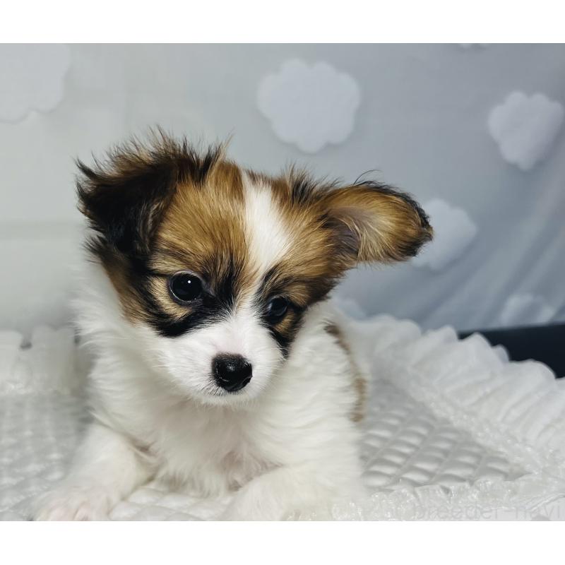 販売中の埼玉県のパピヨン-429638の4枚目