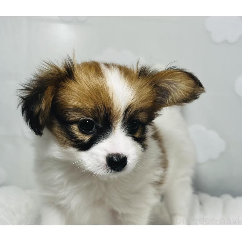 販売中の埼玉県のパピヨン-429638の3枚目