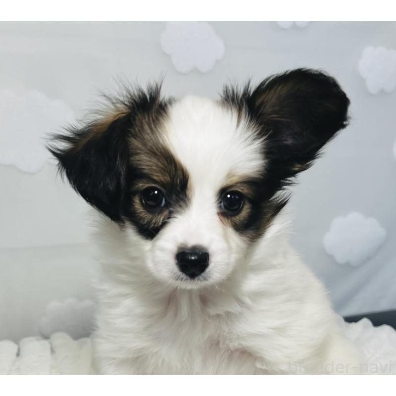 販売中の埼玉県のパピヨン-429635の6枚目